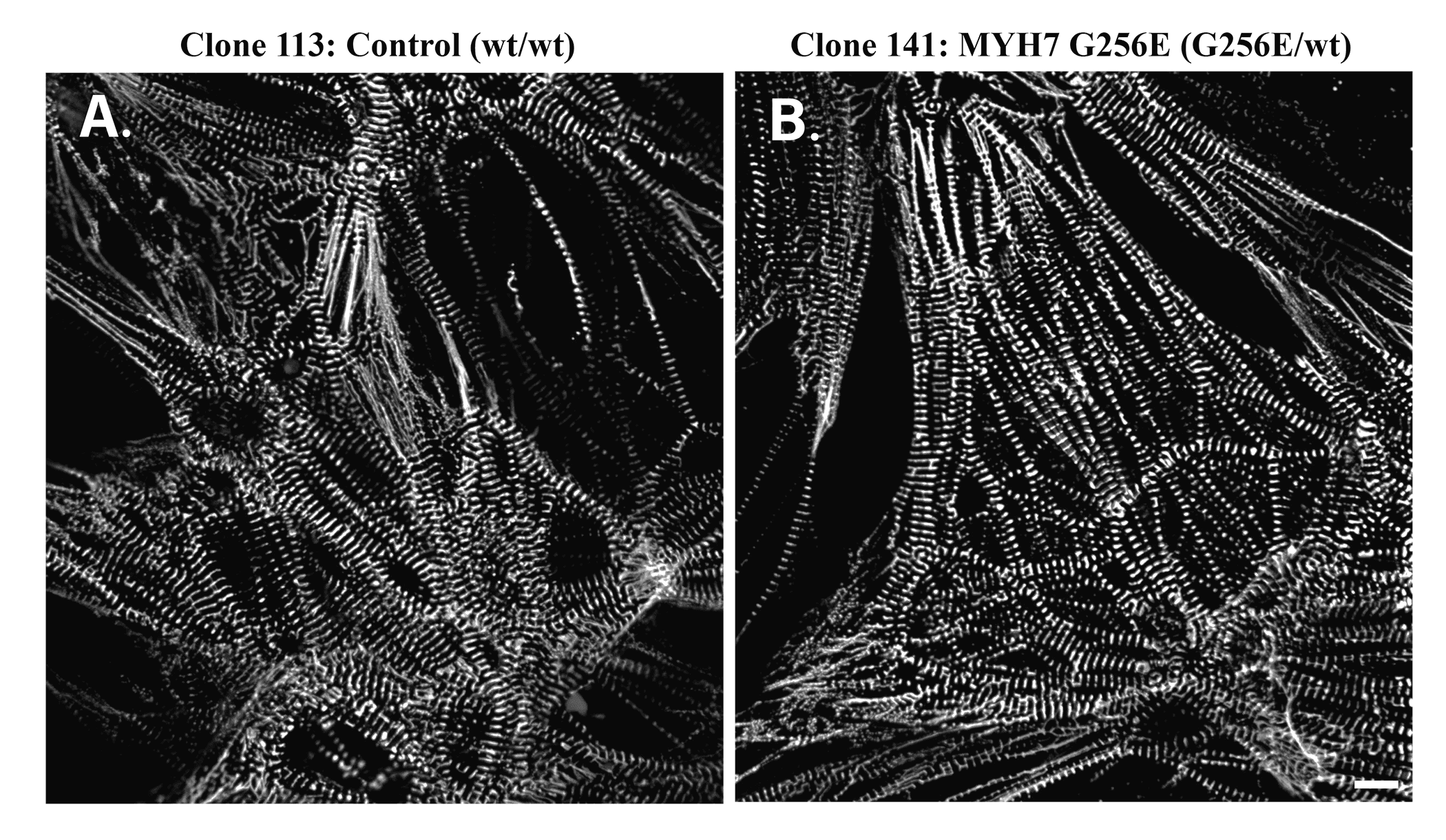 Cell line media